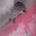 Lontra é encontrada morta após ser atropelada em avenida no Pará