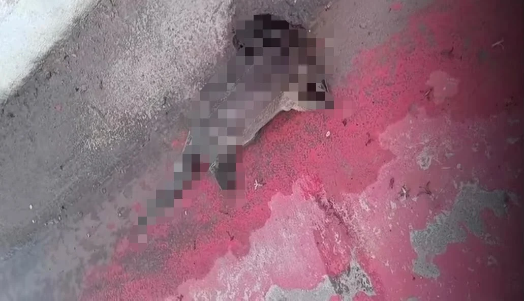Lontra é encontrada morta após ser atropelada em avenida no Pará