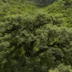 Projeto busca restaurar 600 mil hectares de vegetação nativa no Brasil