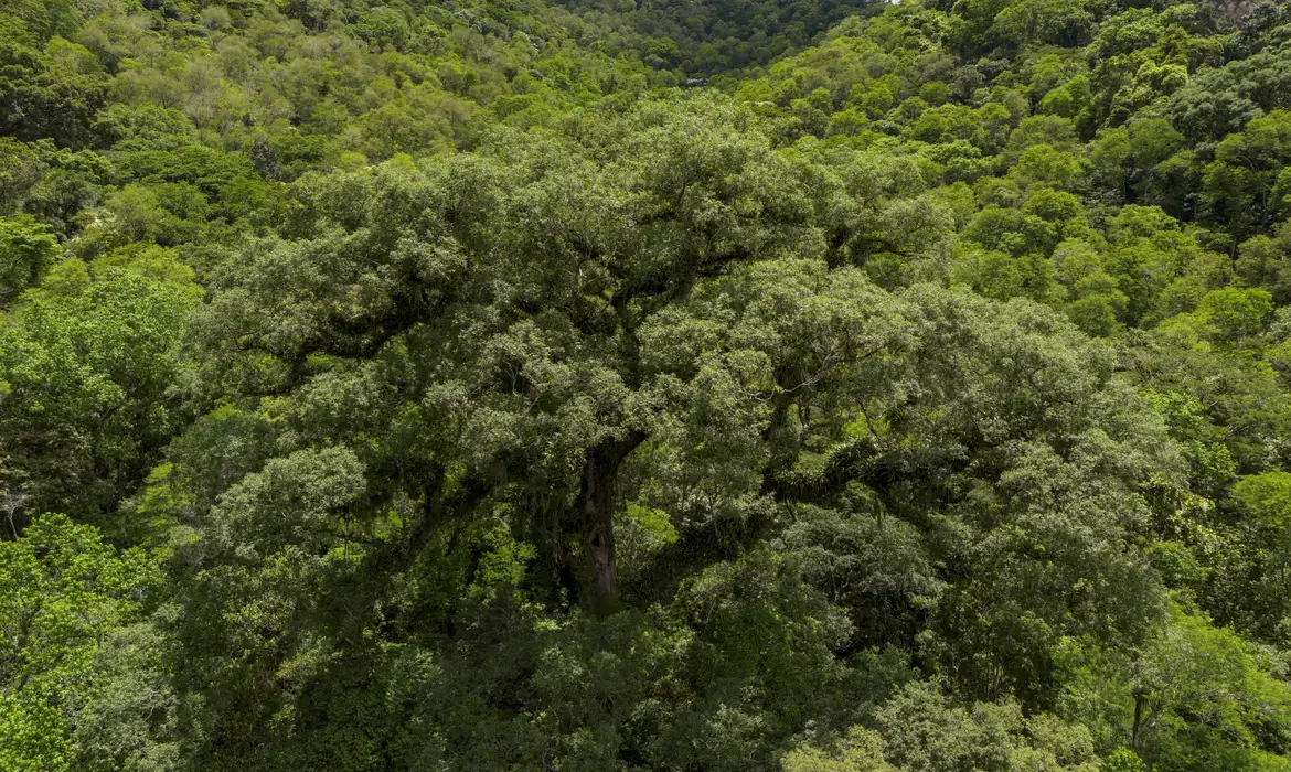 Projeto busca restaurar 600 mil hectares de vegetação nativa no Brasil