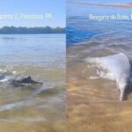 VÍDEO: banhistas resgatam boto-cinza encalhado em praia de Palestina do Pará