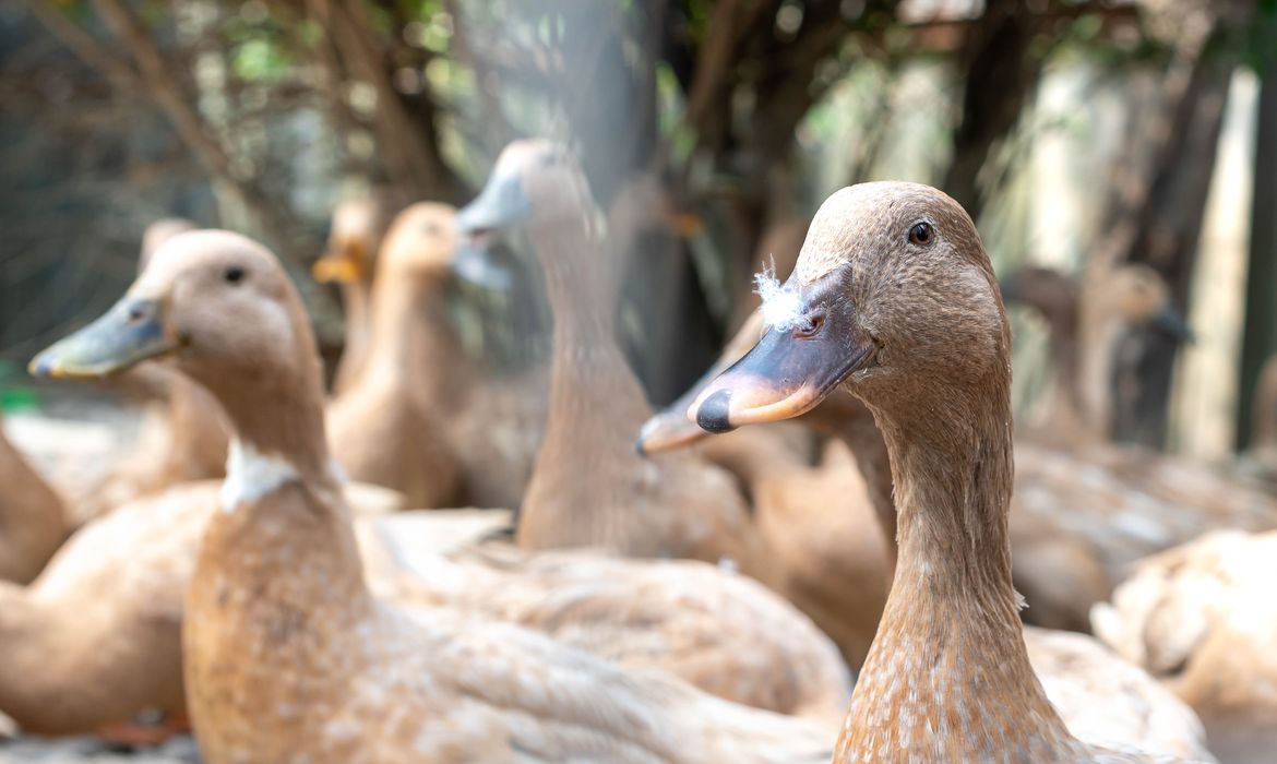Sancionada lei que proíbe produção e comercialização de foie gras