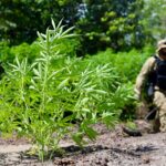 PF incinera mais de 60 mil pés de maconha em Terra Indígena no Pará