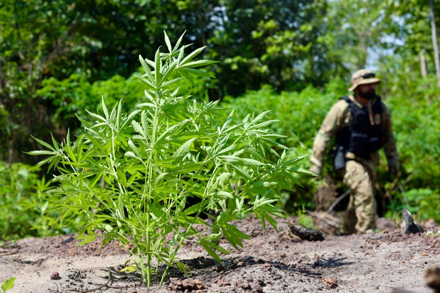 PF incinera mais de 60 mil pés de maconha em Terra Indígena no Pará