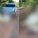 Caminhonete colide com gado e deixa quatro animais mortos na PA-257