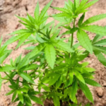 Helicóptero, armadilhas e plantio na mata: PM encontra mais de 1,7 mil pés de maconha no Pará