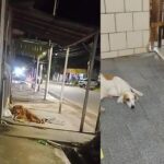 Cadelas são resgatadas por defensores dos animais após abuso sexual no Pará