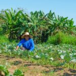 Agricultura familiar vai abastecer a merenda escolar de Parauapebas