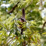 Entidade cobra compromisso de candidatos com direitos da natureza