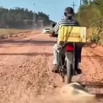 Cachorro é arrastado por motocicleta na PA-151, em Breu Branco, no Pará
