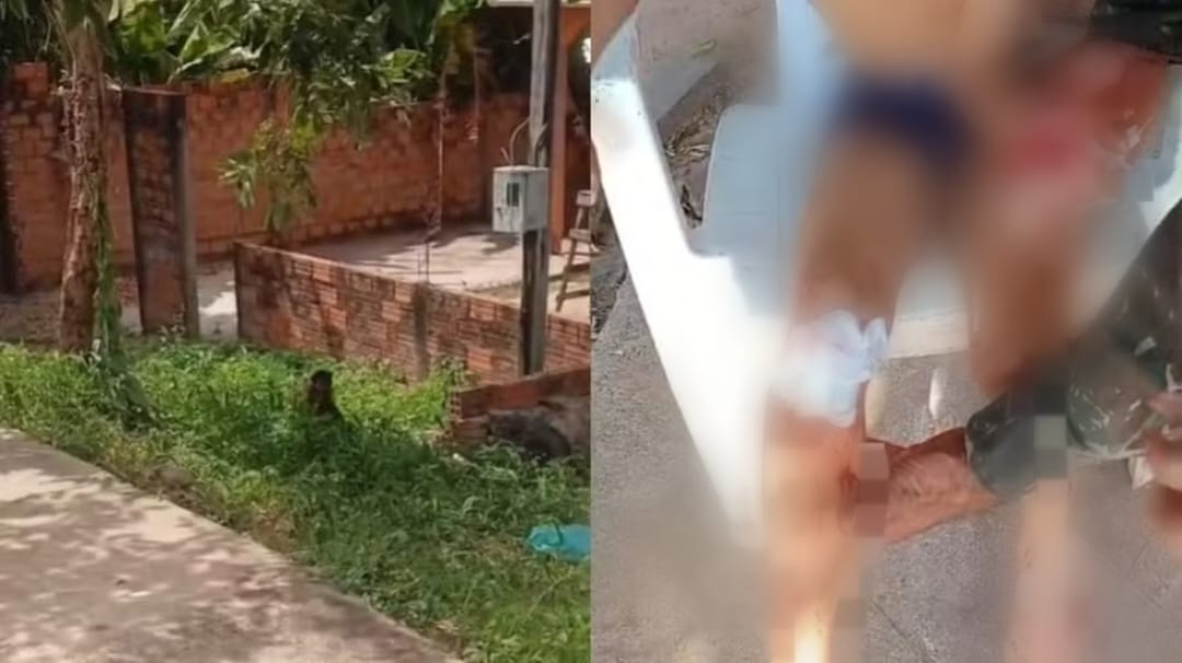 Macaco invade casa e morde criança no Pará
