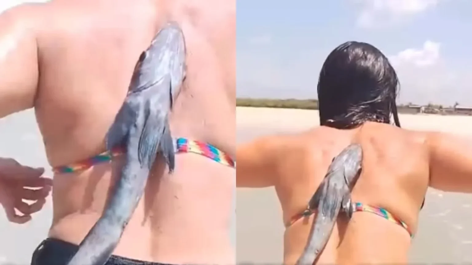 Peixe-rêmora gruda em banhista durante banho na Praia de Crispim, no Pará