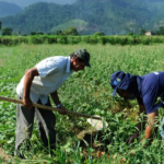 Produtores rurais do Pará poderão renegociar dívidas com condições especiais