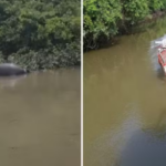 Embarcação com 60 búfalos naufraga no Pará e animais morrem afogados