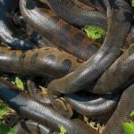 Turistas encontram “bolo de sucuris” durante pescaria em rio de Mato Grosso do Sul