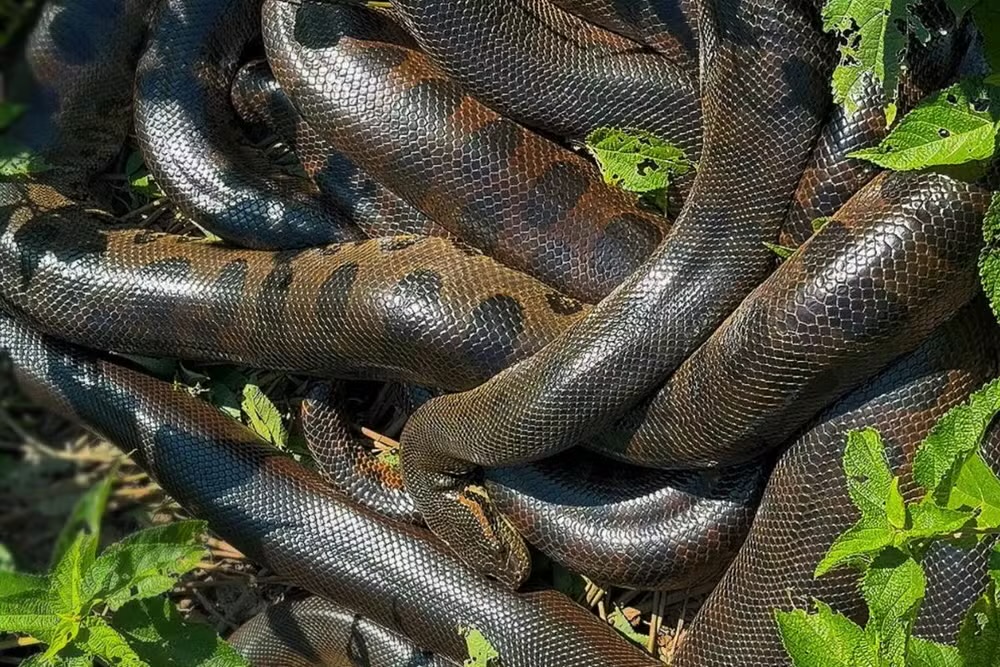 Turistas encontram “bolo de sucuris” durante pescaria em rio de Mato Grosso do Sul