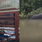 Operação retira balsa naufragada com cerca de 60 animais no Pará