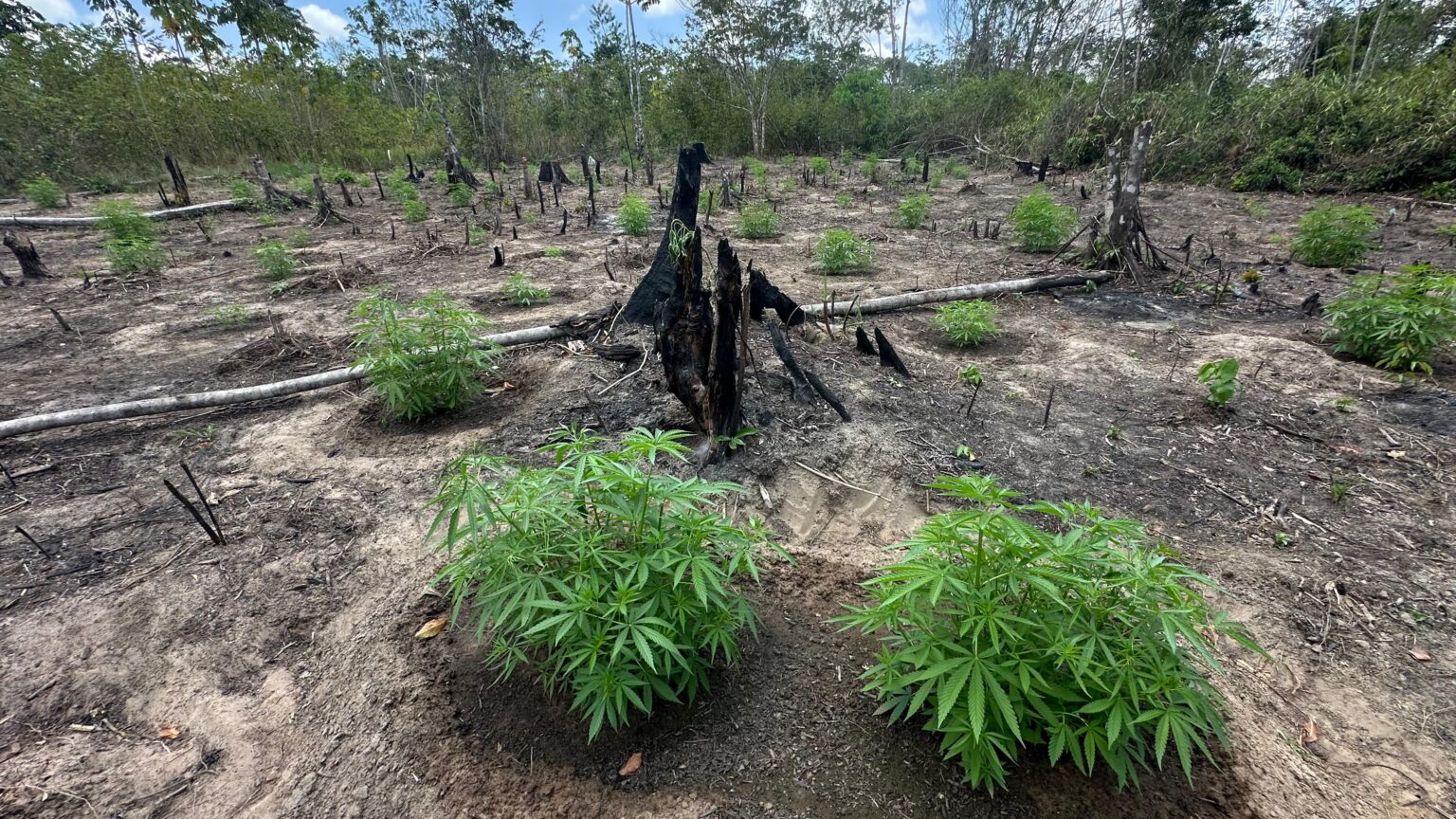 PF erradica plantações de maconha e prende uma pessoa em Concórdia do Pará