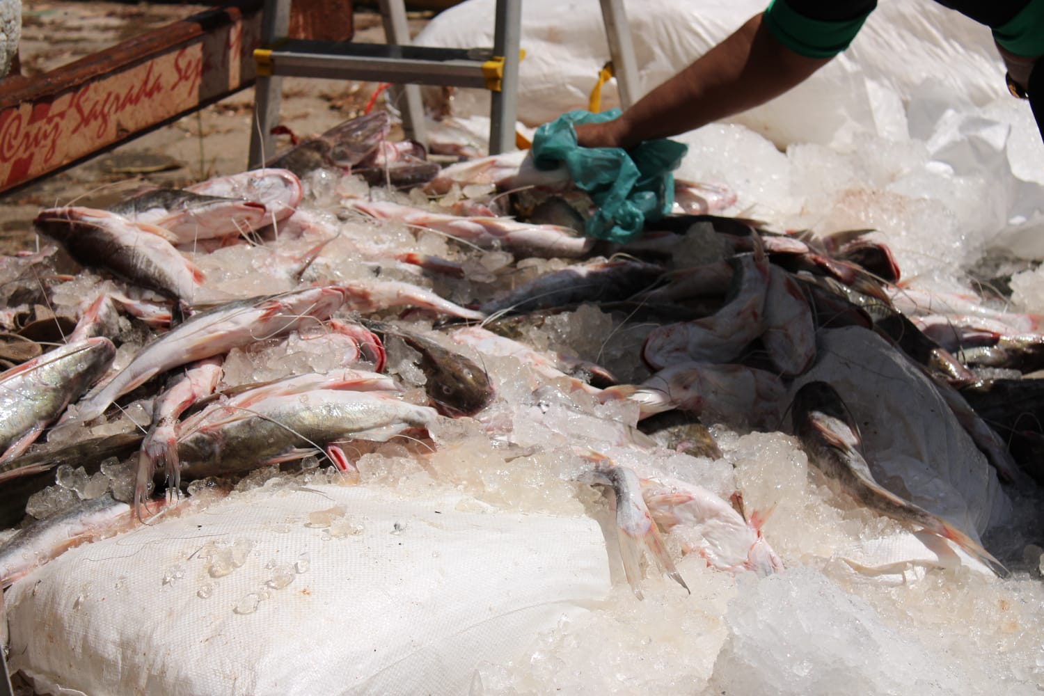 Marabá destina nove toneladas de pescado apreendido para entidades socioassistenciais