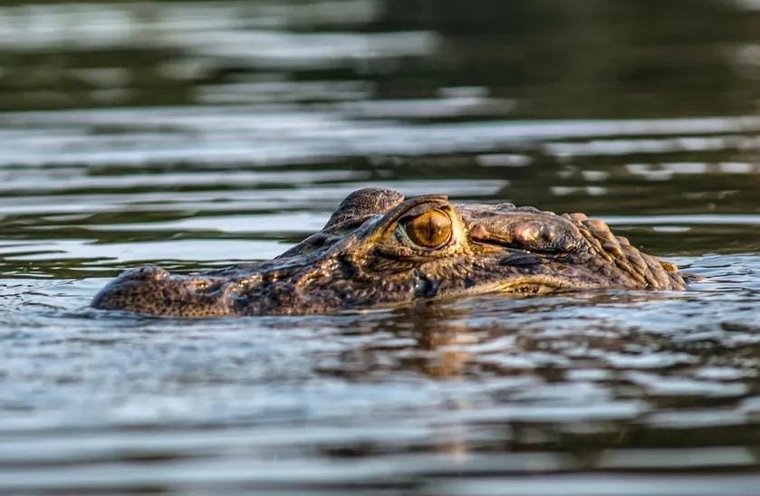 Ataque de jacaré deixa pescador gravemente ferido em São Geraldo do Araguaia