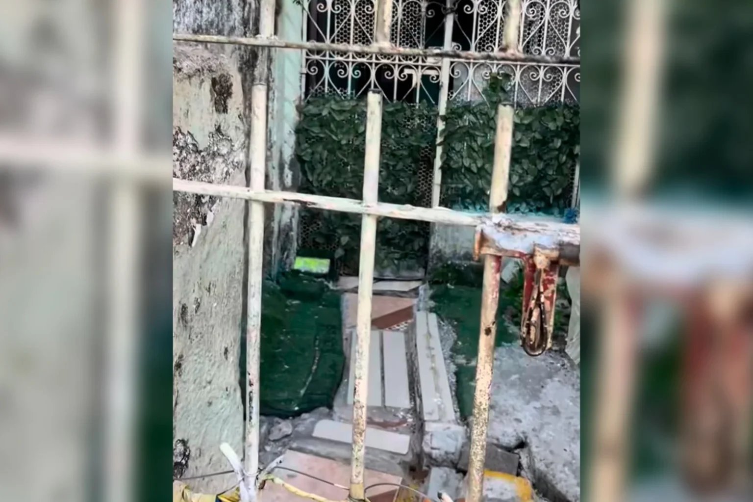 Animais são encontrados em situação de abandono no Pará