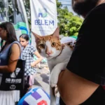 Cidade do Pará faz vacinação emergencial de cães e gatos após morcego testar positivo para raiva