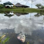 Peixes são encontrados mortos em igarapé no Pará; calor pode ser a causa, diz Ideflor-Bio