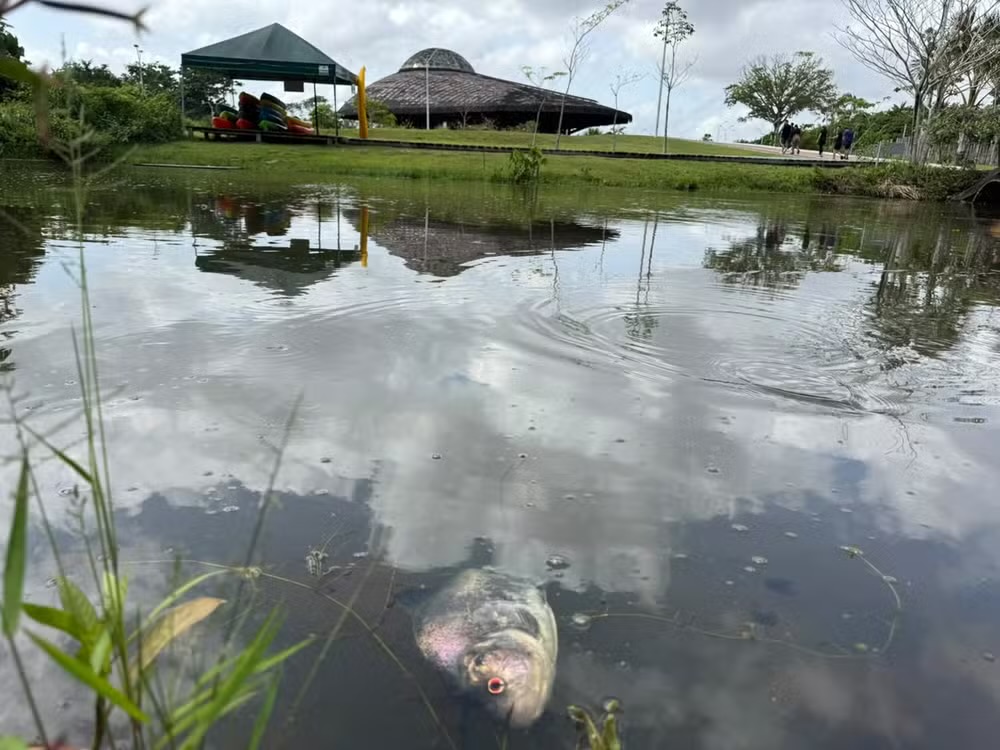 Peixes são encontrados mortos em igarapé no Pará; calor pode ser a causa, diz Ideflor-Bio