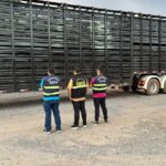 Sefa apreende 75 bovinos em Marabá
