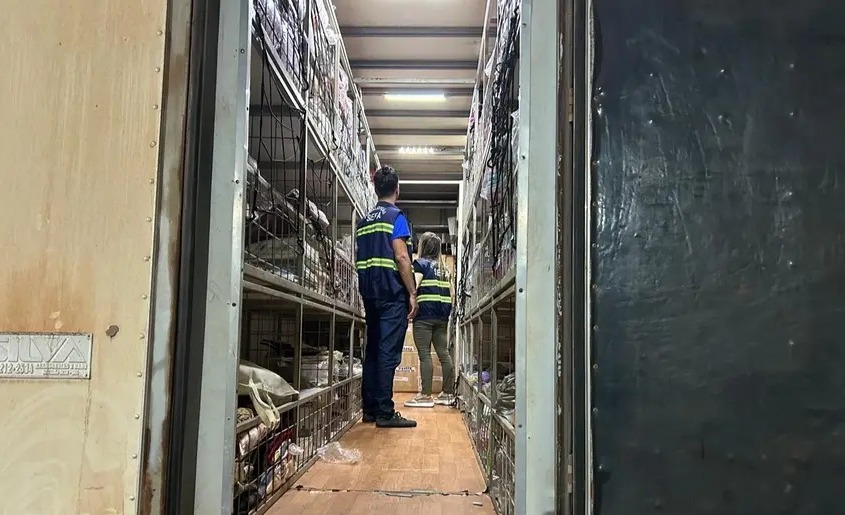 Sefa apreende 120 bovinos e perfumes importados em Cachoeira do Piriá