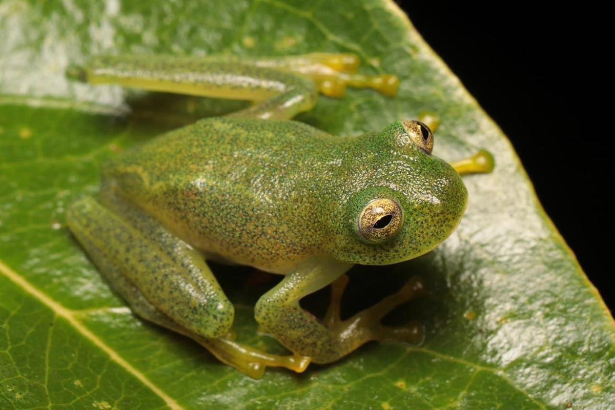 Nova espécie de perereca-de-vidro é descoberta no Brasil