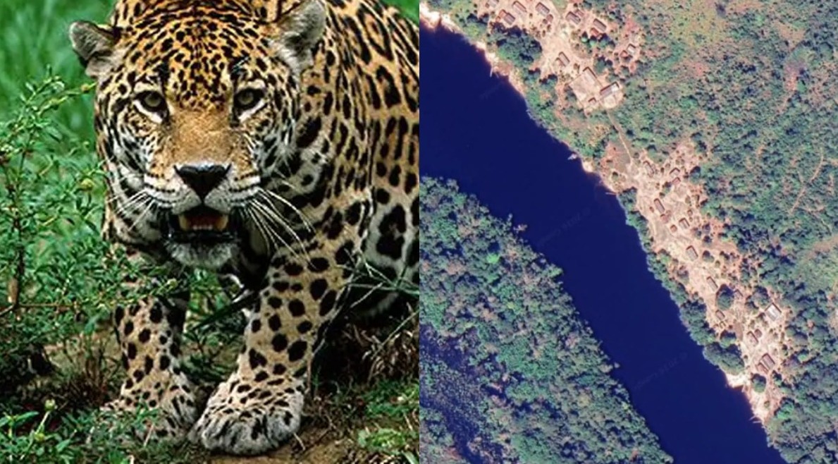 Criança de 8 anos é atacada por onça em terra indígena no Pará