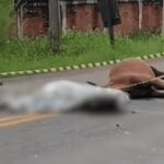 Mulher morre asfixiada pelo próprio capacete após bater moto contra cavalo