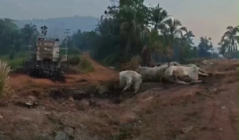 Incêndio destrói carreta com gado e deixa animais mortos na BR-163, no Pará